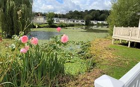 Lilly Pad